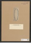 Surirella sp. (de-Toni-Nr.: Genus 53, Species 2356 ?) Zeichnungen Sammlung Grunow Nr. 4828 (NHMW-BOT-W0372988)